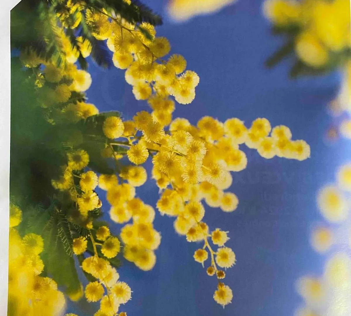 Les Jardins De Diana Διαμέρισμα Mandelieu 0*,